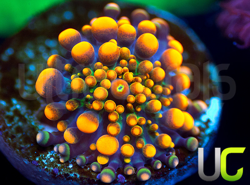 UC Toxic Orange Yuma Ricordea