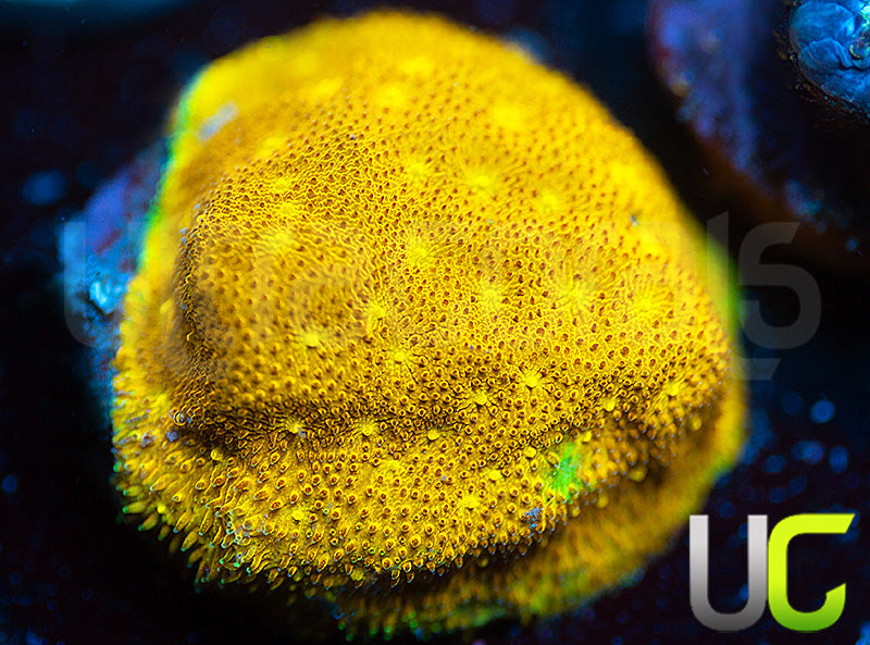 Yellow Yutz Psammocora