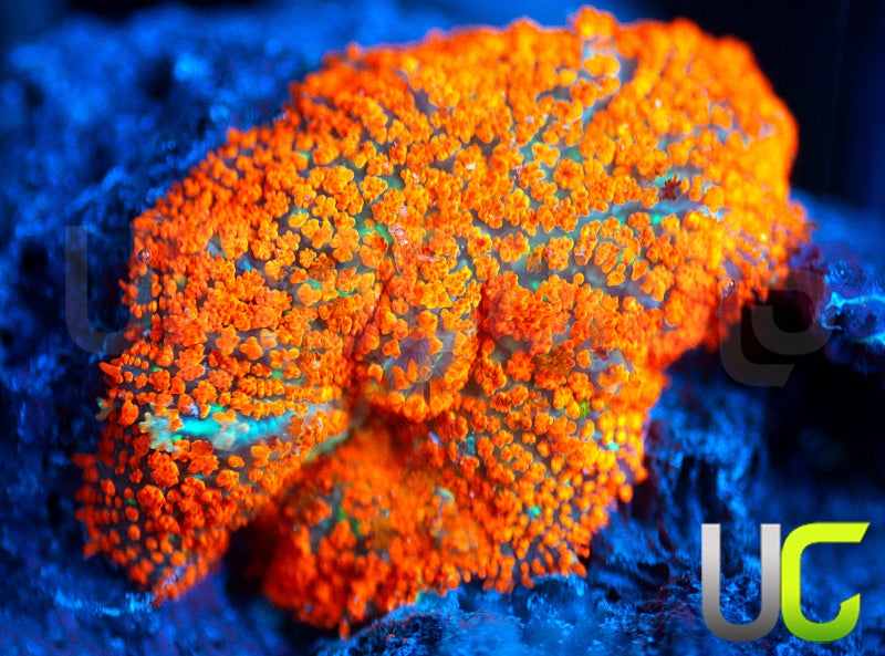 UC Flaming Jade Mushroom