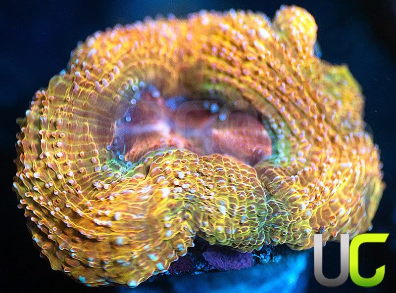 UC Mai Tai Bowerbanki