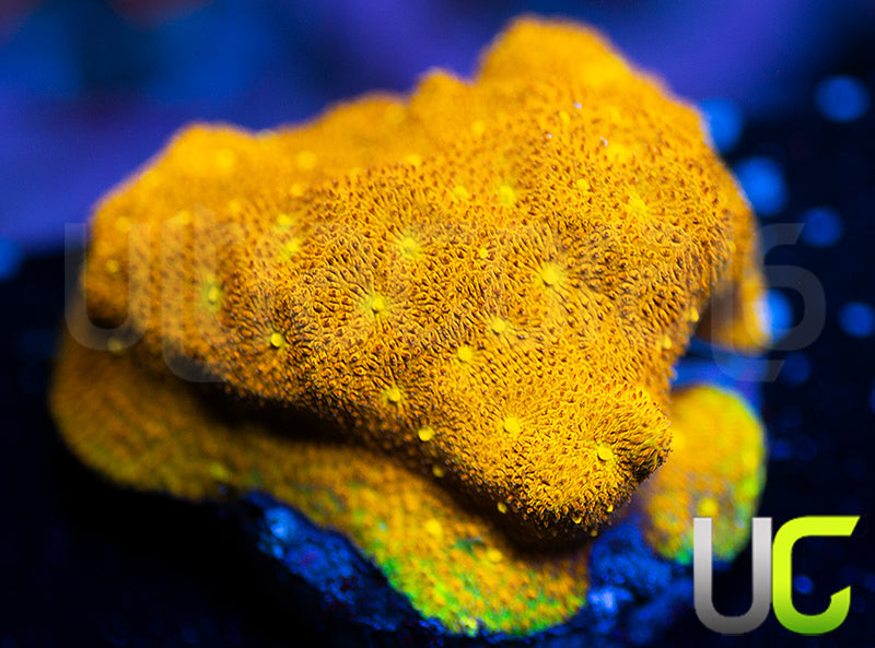 Yellow Yutz Psammocora