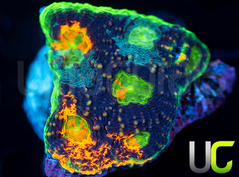 UC Voltage Echinata