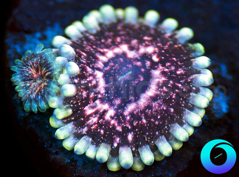 CB Pink Hallucinations