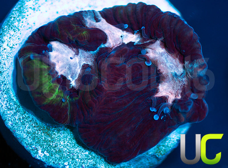 Gonzos Party Time Platy