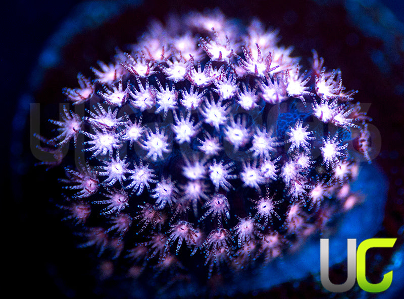 JF Jose Casas Pink Polyp Stylo