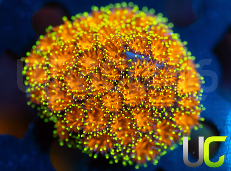 UC Lightning Tip Leptastrea