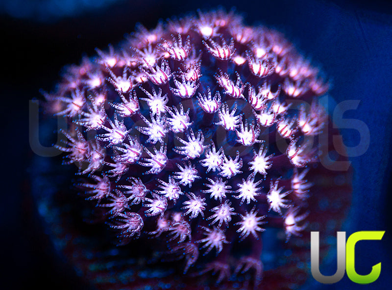 JF Jose Casas Pink Polyp Stylo