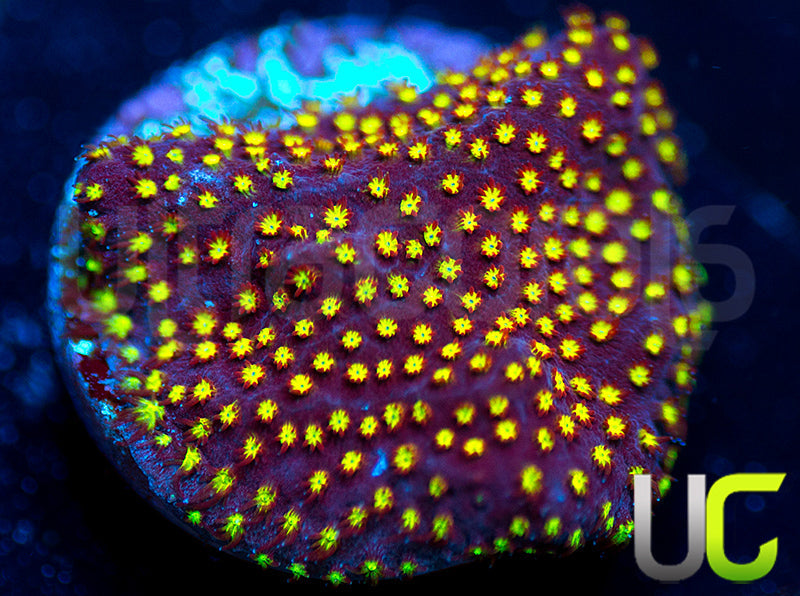 UC Flamethrower Stylo