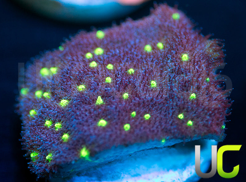 UC Purple Sheen Psammocora