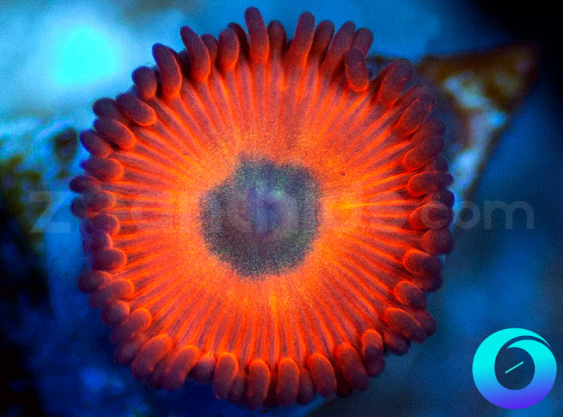 Red Siren