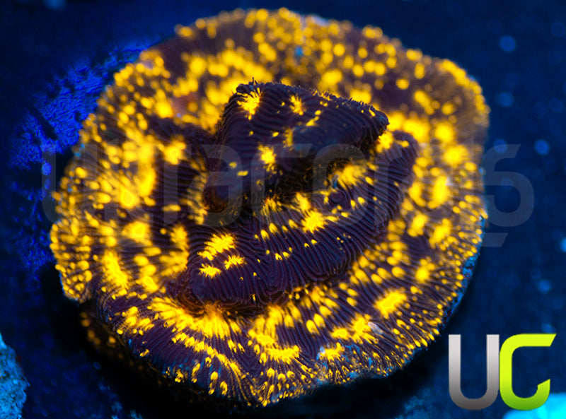 UC Blinding Lights Lepto