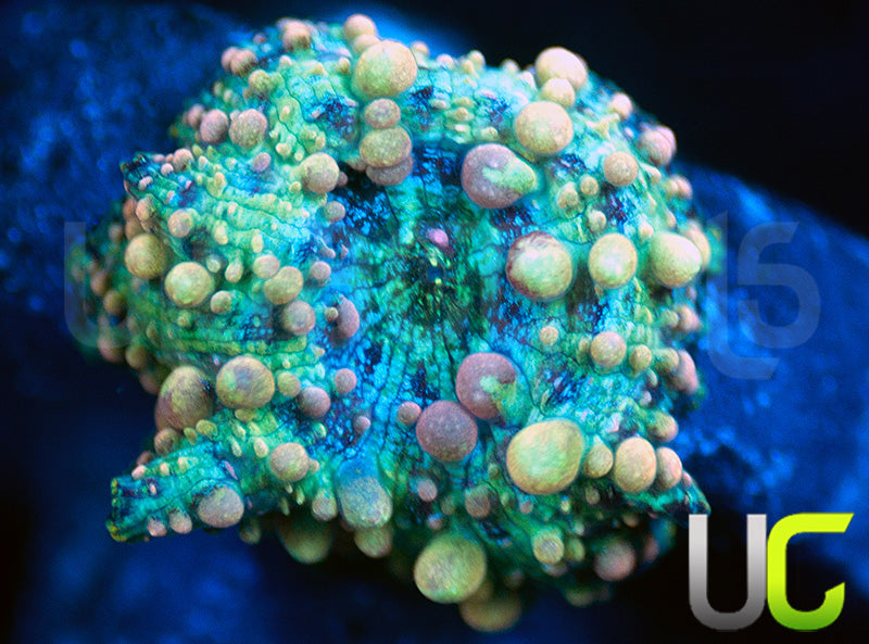 Neptune Bounce Mushroom