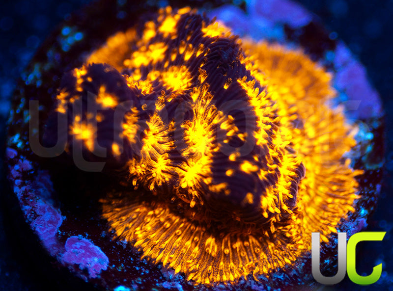 UC Blinding Lights Lepto