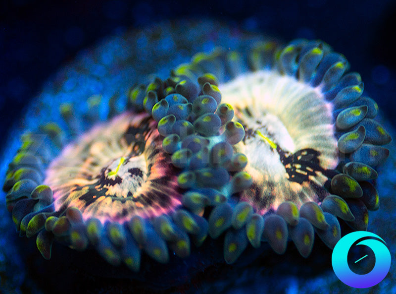 Hawaiian Ding Dang PE