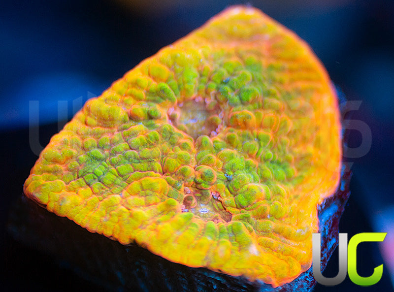 UC Shimmer and Shine Chalice