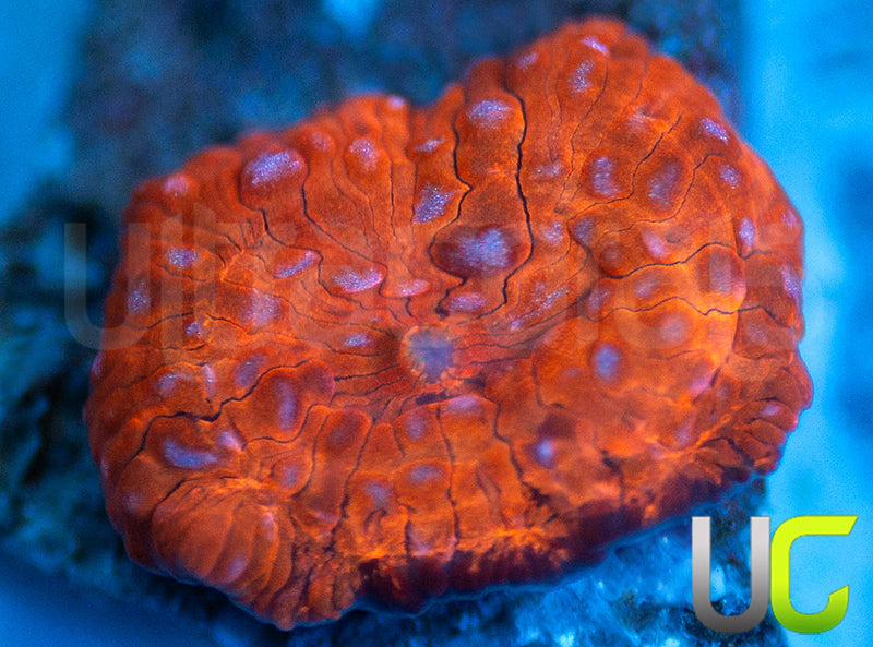 UC Harley Quin Non Grafted Mushroom