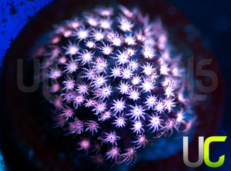 JF Jose Casas Pink Polyp Stylo