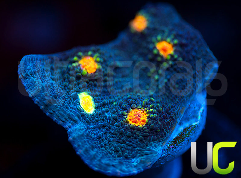 Miami Hurricane Chalice