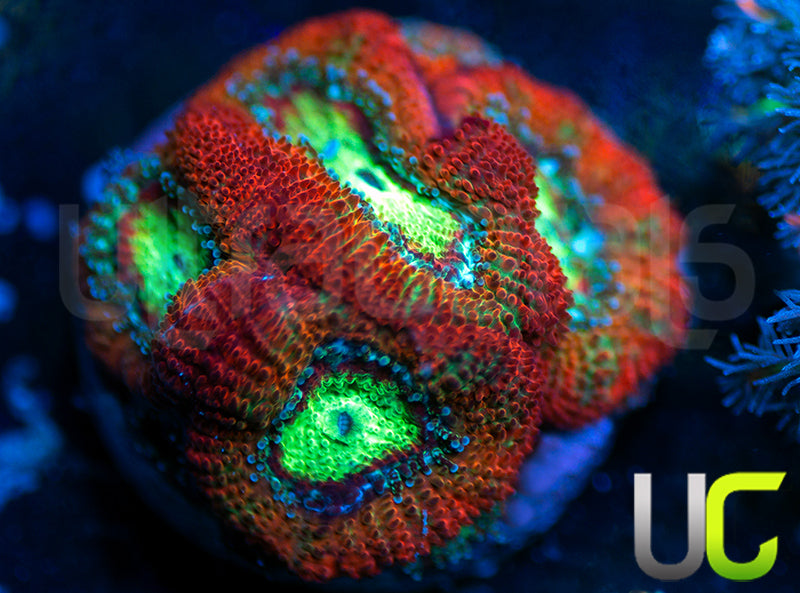 UC Emperor Micro Amakusensis