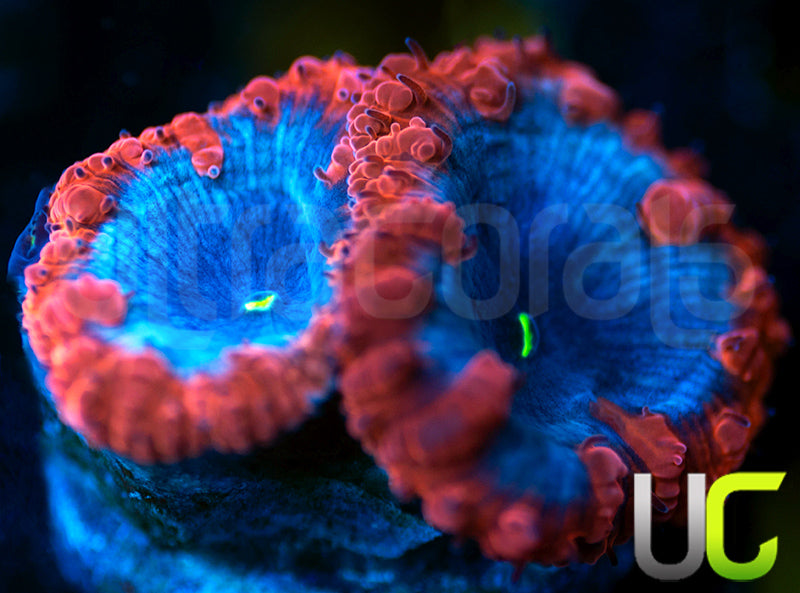 UC Forbidden Blue Blastos