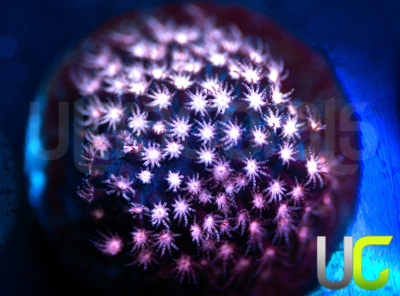 JF Jose Casas Pink Polyp Stylo