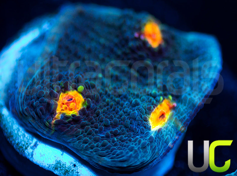 Miami Hurricane Chalice