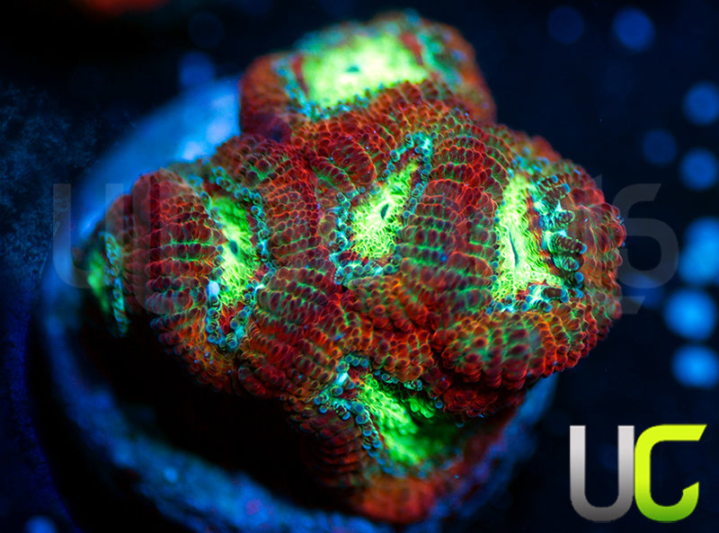 UC Emperor Micro Amakusensis