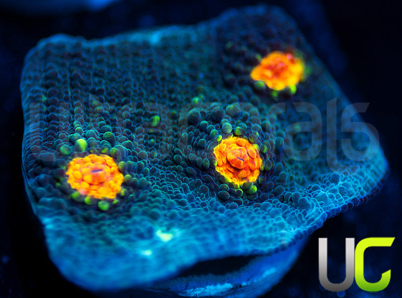 Miami Hurricane Chalice