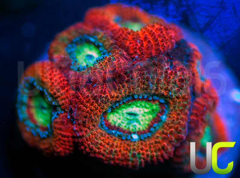 UC Emperor Micro Amakusensis