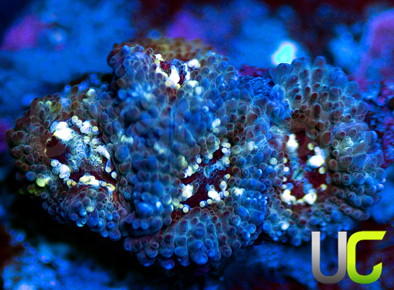 UC Feng Shui Micro Amakusensis