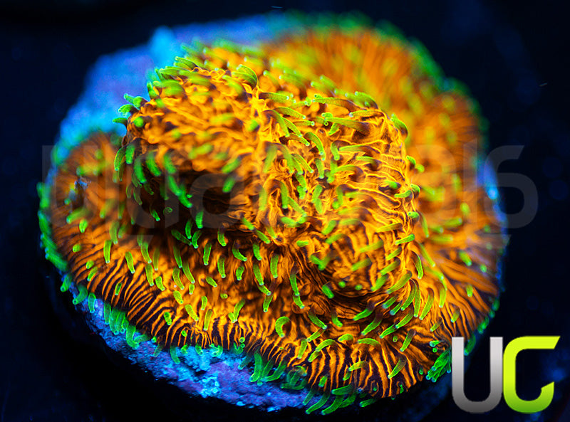 UC Fuzzy Navel Litho