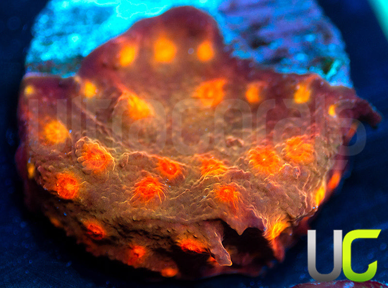 UC Jolly Roger Cyphastrea