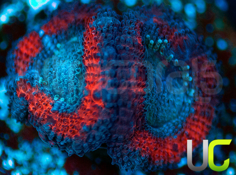 Superhero Micro Amakusensis