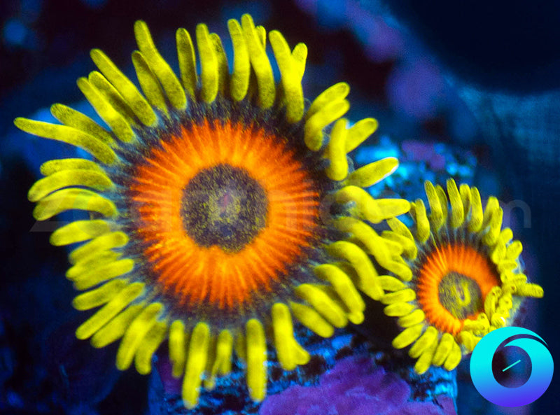 Super Sunflower