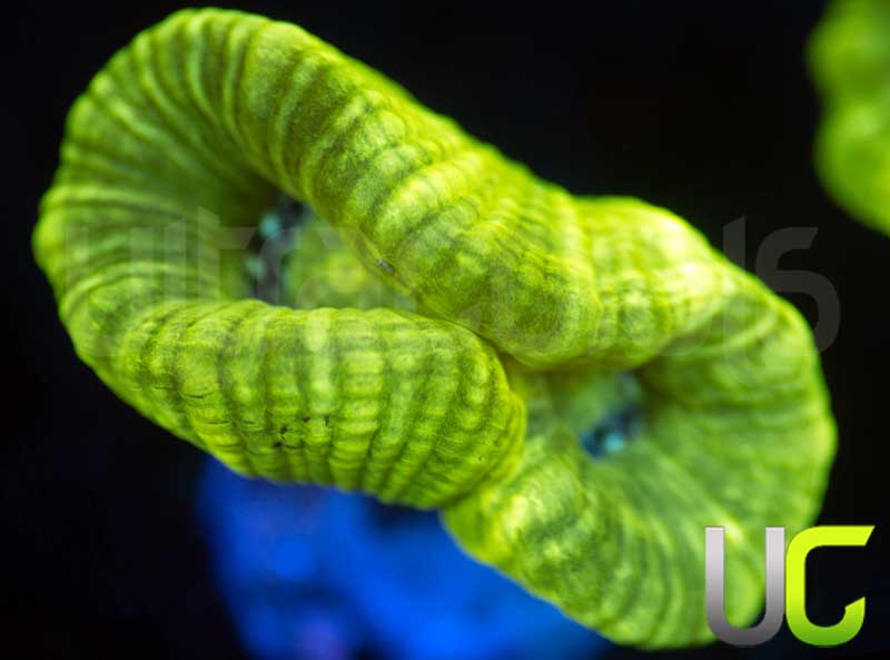 Kryptonite Candy Cane