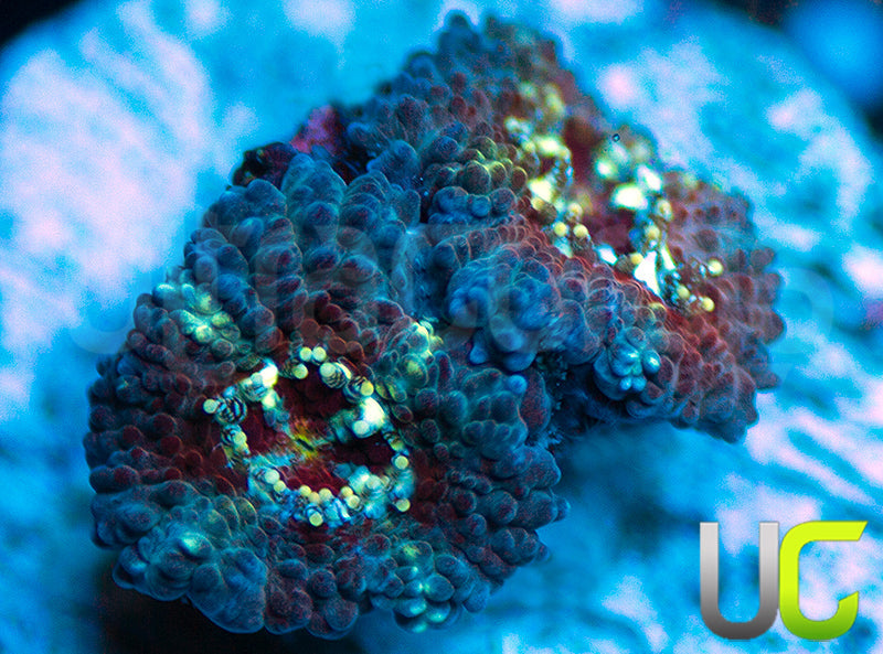 UC Feng Shui Micro Amakusensis