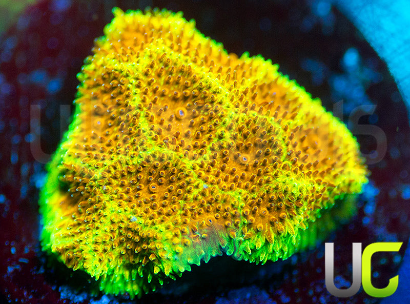 UC Wicked Ridge Psammocora