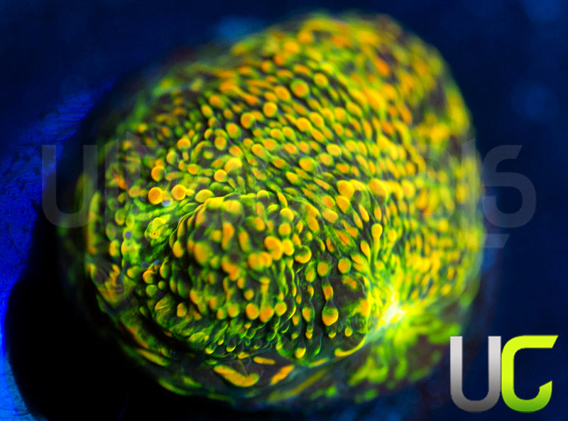 WWC Stellaria Chalice