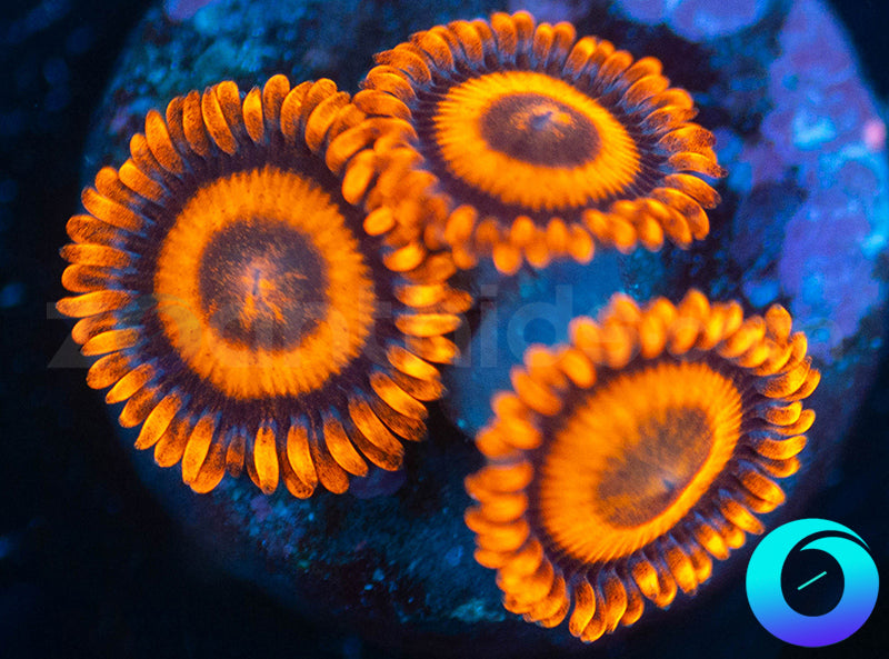 Oxides
