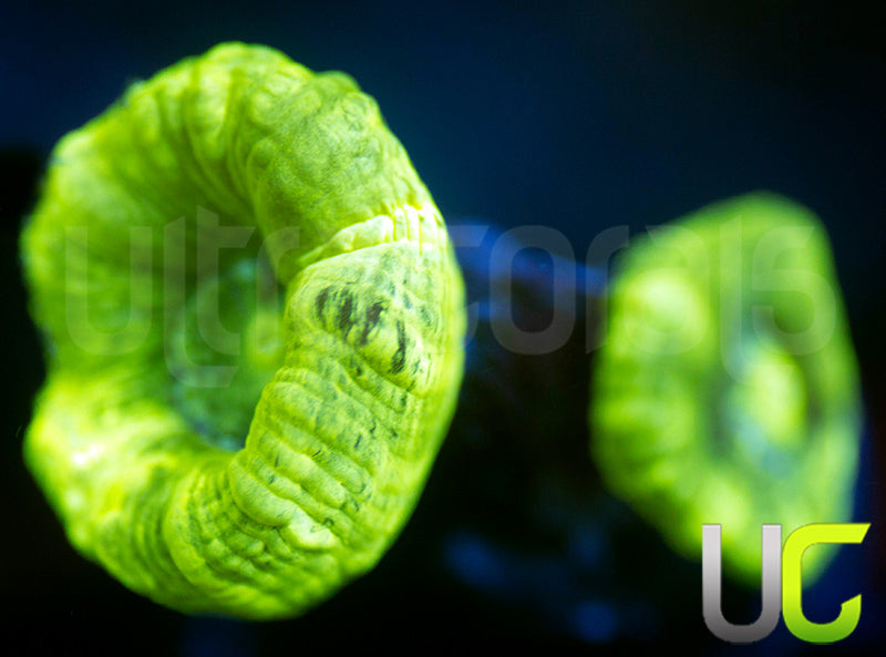 Kryptonite Candy Cane