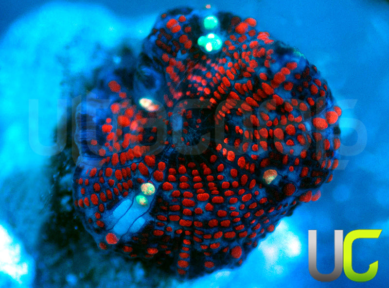 Red Devil Mushroom Baby