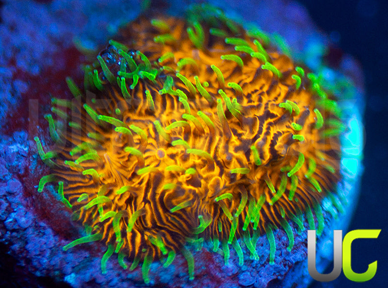 UC Fuzzy Navel Litho