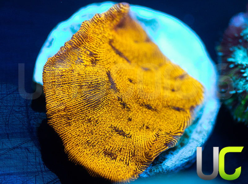 UC Golden Dragon Lepto