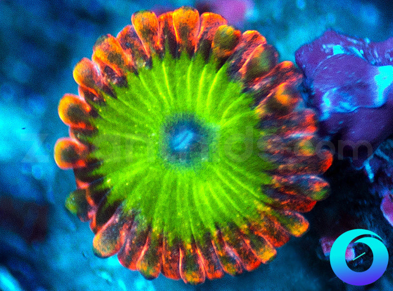 Electric Oompa Loompa