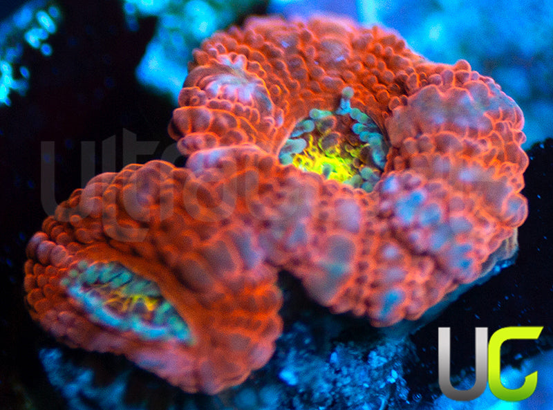 UC Damsel in Distress Micro Amakusensis