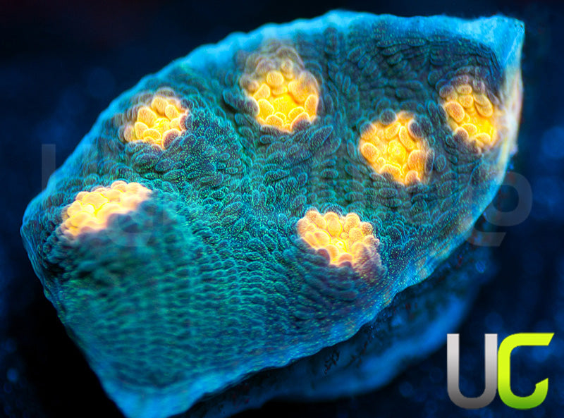 NEW RELEASE: UC Empire Chalice