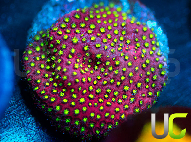 UC Raspberry Pie Stylo