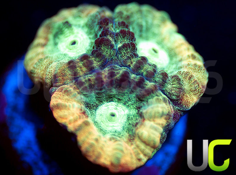 JF Psycho Rainbow Rim Favia