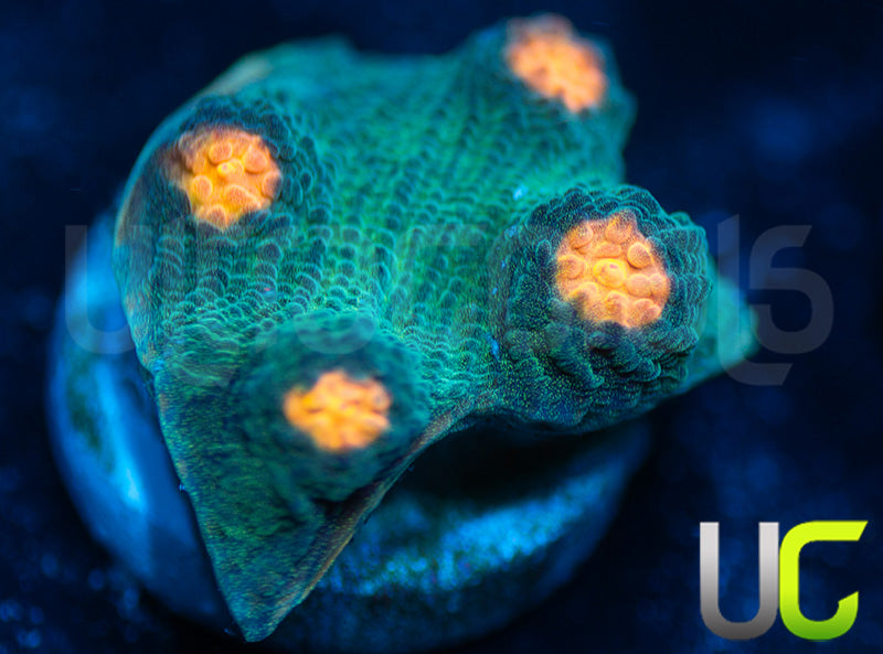 NEW RELEASE: UC Empire Chalice