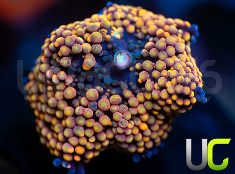 UC Pink Panther Florida Ricordea